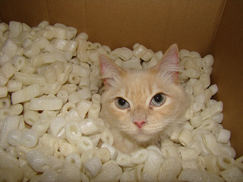 cat shipment.jpg (123 KB)